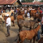 Tempat Jual Kuda: Panduan untuk Pembeli dan Penjual