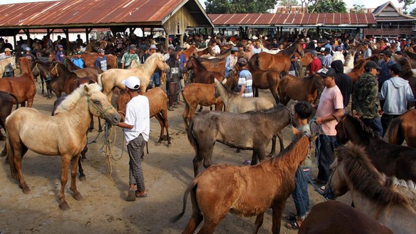 Tempat Jual Kuda: Panduan untuk Pembeli dan Penjual